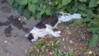 В Самаре неизвестные массово отравили собак и кошек 21 сентября