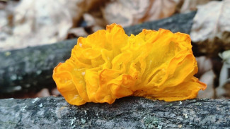 Под Самарой в ноябре нашли любимый гриб китайских гурманов 