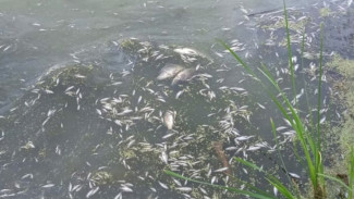 Самарцы забили тревогу из-за озера с мертвой рыбой около Волгаря  