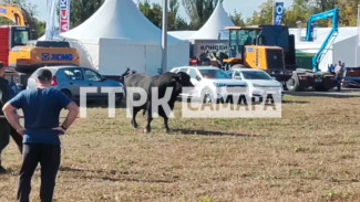 Разъяренный бык сбежал с агровыставки в Самарской области