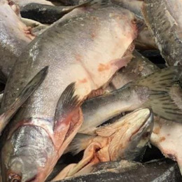 В Самарской области вступает в силу новый ГОСТ на мороженую рыбу с июня 2026 года