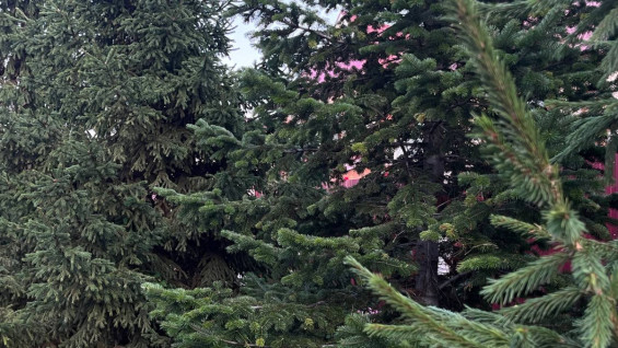 В Самарскую область завезли новогодние ели с непогашенными карантинными сертификатами