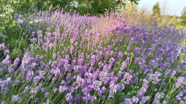 В Самару 8 июля придет аномальная жара 