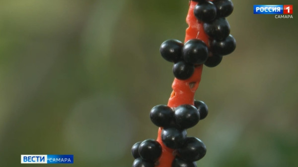 В Самаре есть место, где посреди зимы жизнь бьёт ключом 