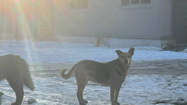 Глава СК РФ Александр Бастрыкин заинтересовался случаем нападения собак на ребенка в Самарской области