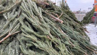 Самарцам рассказали, чем может быть опасна настоящая новогодняя ель у вас дома