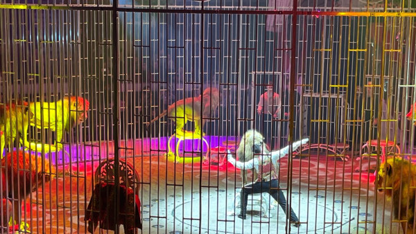 Смертельно опасный номер: в самарском цирке дрессировщик засунул свою голову в пасть ко льву