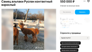 Альпака за полмиллиона: самарцы выставили Руслана на продажу