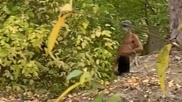 В Загородном парке голый мужчина в маске демонстрировал гениталии