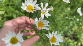 Народные приметы: 15 июля. Сделайте это в праздник Берегини, если не хотите остаться не у дел