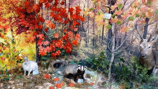 Школьники из Самарской области «создают историю» в проекте «Сто шагов по родному краю»