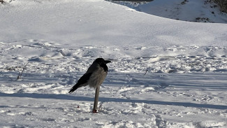Народные приметы 15 января. Опасайтесь ошибиться в Куриный день, попадёте в беду