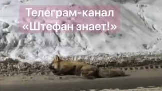 В Самаре лиса с признаками бешенства напала на людей в подъезде дома № 21 п. Мехзавод