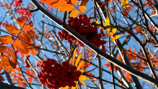 Самарцам рассказали, как не впасть в осеннюю хандру