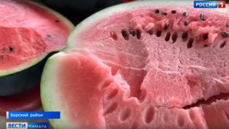 Самарцам рассказали о выращиваемых в области двадцатикилограммовых арбузах-гигантах 