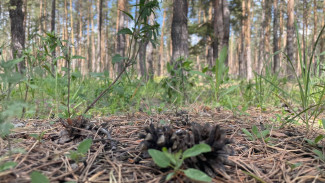 В Самарской области запретили посещать леса с 27 мая по 16 июня