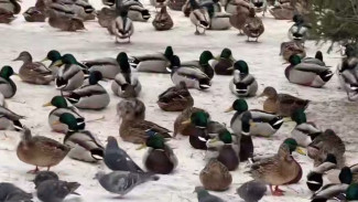 Воронежские озера в Самаре в декабре облюбовали огромные стаи уток