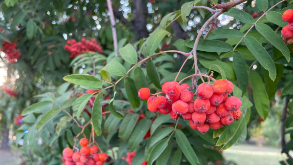 Народный календарь 18 сентября: что обязательно надо сделать в Кумохин день, чтобы избежать беды
