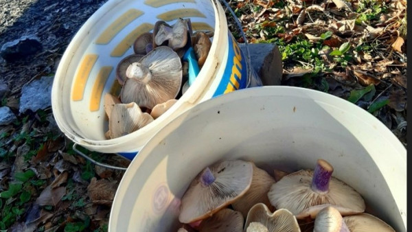 В Самарской области обнаружены синие грибы 