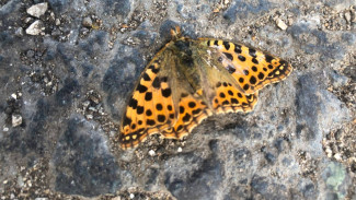 В Самарской области погибли почти все бабочки осенью 2024 года