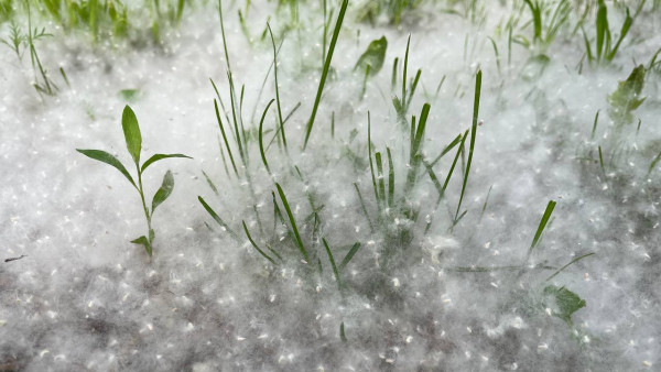 Самарцам рассказали, что отсрочит начало аллергического сезона