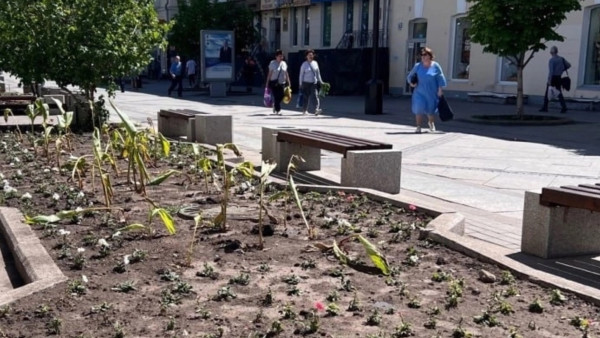 Заморозки уничтожили саженцы цветов на улице Ленинградской