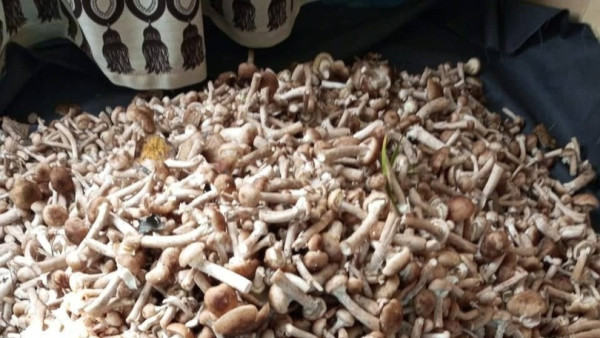 Жители Самарской области обнаружили невероятный грибной клад