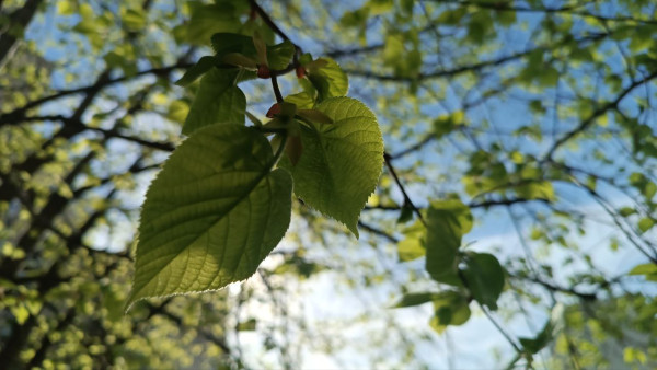 Синоптики рассказали, когда в Самару придет настоящая весна