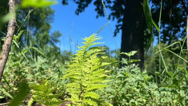 Летнее солнцестояние: древний праздник огня и света жив до сих пор