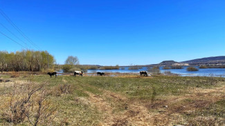 В Самарской области выявлен очаг неизлечимого заболевания 