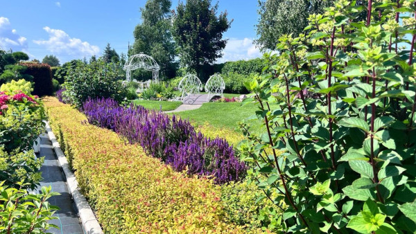 Садовый эксперт Вера Глухова рассказала, на какие многолетние растения обратить внимание в качестве украшения сада