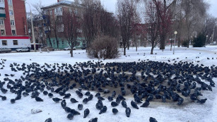 Полиция опровергла слухи о жестоком обращении с голубями в Самаре