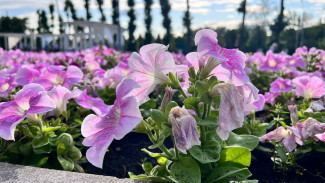 Самарским дачникам рассказали за какие растения на участке можно попасть за решетку