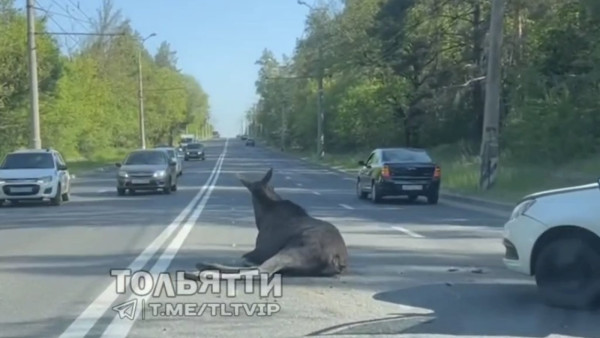 В Самарской области лесной исполин попал в ДТП