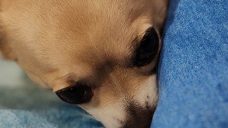 Народные приметы: 3 февраля. Помните об этом в день Максима Грека, если не хотите стать одиноким и нищим