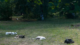 Возбуждено уголовное дело после нападения собак на ребенка в Новокуйбышевске