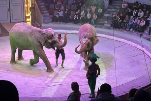 Сбежавшая в Самаре слониха Одри не вышла на манеж после побега