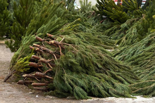 Появился список адресов в Самаре, куда можно сдать новогодние елки с 6 января