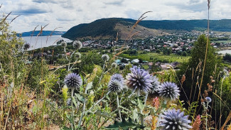 В Самарских Жигулях зацвел мордовник 