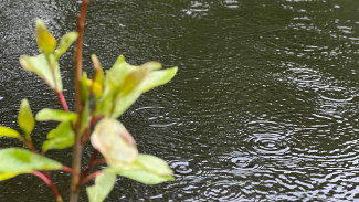 Дожди обрушатся на Самарскую область после удушающего пекла