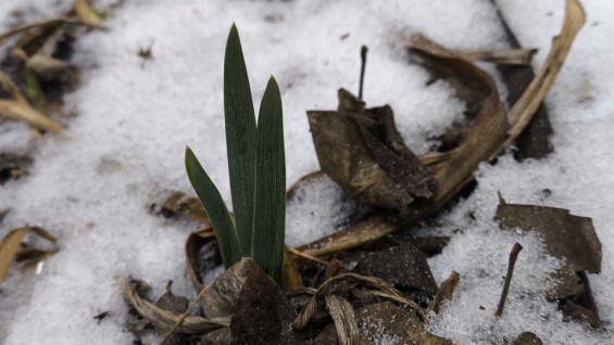 Синоптики рассказали, сколько в Самаре продержаться аномальные морозы