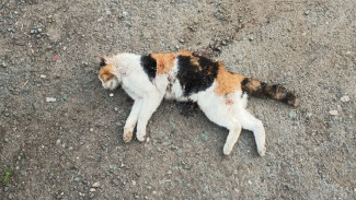 В Тольятти по ночам орудует стая агрессивных собак