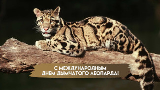 Международный день дымчатого леопарда: открытки с самым загадочными и красивым представителем кошачьих 