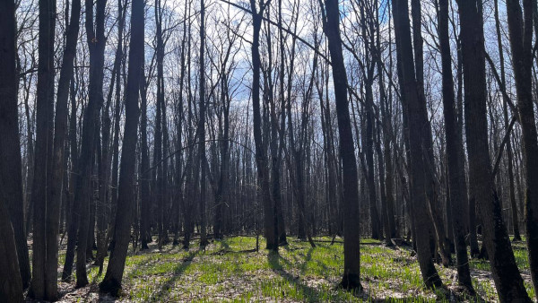 В Самарской области с 8 по 14 октября объявлена пожароопасность лесов 5 класса