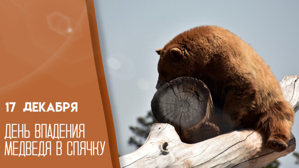 День впадения медведя в спячку 17 декабря: открытки для мессенджеров и история праздника