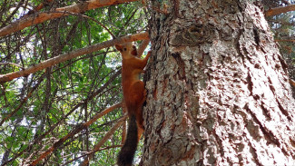 В Самаре лесоводы собрали более 6 тонн желудей