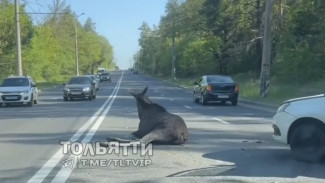 В Самарской области лесной исполин попал в ДТП