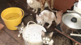 В Самаре 13 кошек оказались заперты в затопленном жилище на две недели 