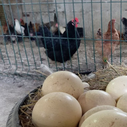 В Самарской области резко подорожала курица 