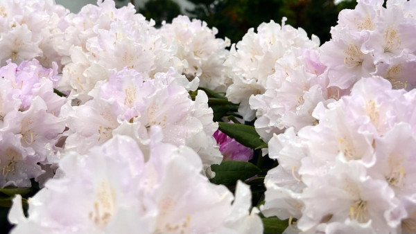 Рододендроны и листопадные азалии - идеальные цветы для сада самарчан